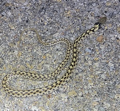 Thamnophis marcianus