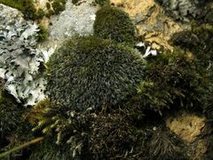 Grimmia