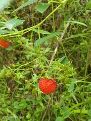 Rubus fraxinifolius