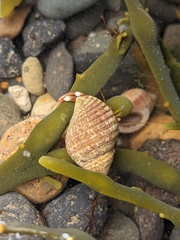 Pagurus bernhardus