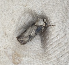 Agrotis puta