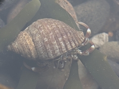 Pagurus bernhardus