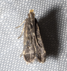 Dichomeris juncidella