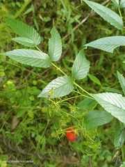 Rubus fraxinifolius