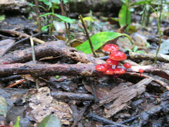 Cruentomycena viscidocruenta