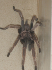 Coremiocnemis tropix