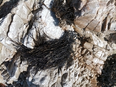 Bifurcariopsis capensis