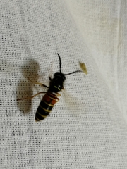 Vespula rufa