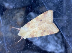Xanthia icteritia