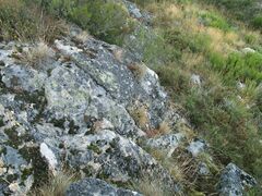 Grimmia