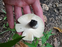 Russula cyanoxantha