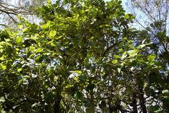 Monimia rotundifolia image