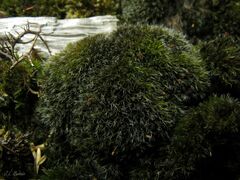 Grimmia