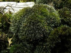 Grimmia