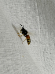 Vespula rufa