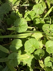 Dichondra