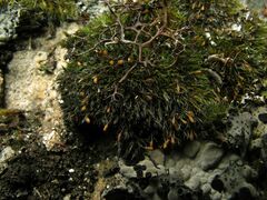 Grimmia