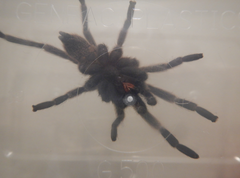 Coremiocnemis tropix