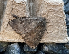 Mormo maura