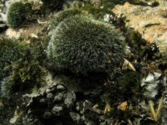 Grimmia