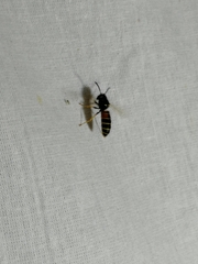 Vespula rufa
