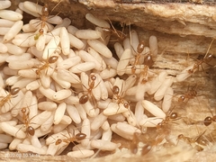 Anoplolepis gracilipes