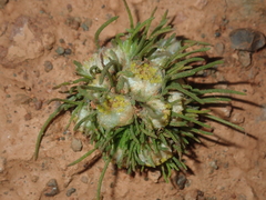 Myriocephalus pygmaea