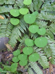 Stephania cephalantha