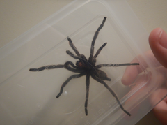 Coremiocnemis tropix