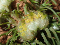 Myriocephalus pygmaea