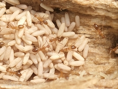 Anoplolepis gracilipes