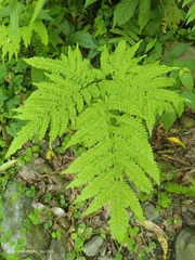 Pteris wallichiana
