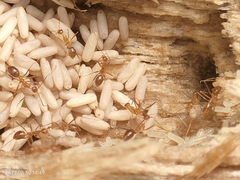 Anoplolepis gracilipes