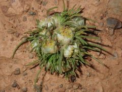 Myriocephalus pygmaea