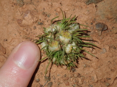 Myriocephalus pygmaea