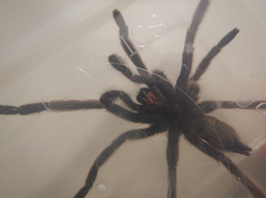 Coremiocnemis tropix