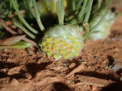 Myriocephalus pygmaea