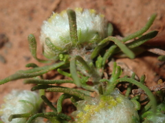 Myriocephalus pygmaea