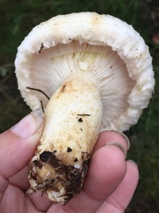 Lactarius