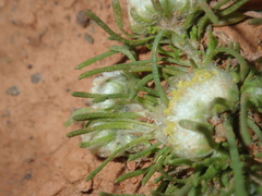 Myriocephalus pygmaea