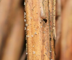 Hispidula dicksoniae