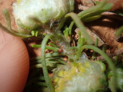 Myriocephalus pygmaea