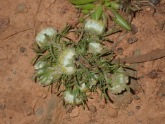 Myriocephalus pygmaea