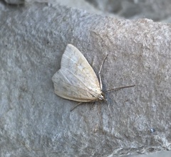 Udea lutealis