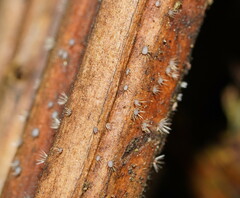 Hispidula dicksoniae