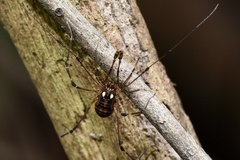 Heterobiantes geniculatus