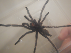 Coremiocnemis tropix