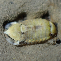 Isocladus armatus