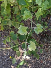 Vitis californica