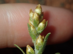 Gnaphalieae